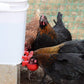 🐔 50 % RABATT NU! 💧 Automatisk vattenkopp för kyckling – håller vatten rent och fräscht – perfekt för hälsosam uppfödning 🌿