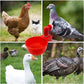 🐔 50 % RABATT NU! 💧 Automatisk vattenkopp för kyckling – håller vatten rent och fräscht – perfekt för hälsosam uppfödning 🌿