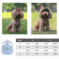 🐶 50% RABATT NU! 🧢 Hundkeps med Justerbart Band & Öronhål – Solskyddande & Söt Design ☀️