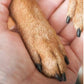 🐕 50% RABATT NU! 🛡️ Träklofil med Utbytbara Pads – Skonsam & Tyst – Perfekt för Hundar & Katter som är Rädd för Klotång – Stressfri Vård ✨