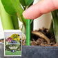 🌱 50% RABATT 🌿 | Långsamt Frigörande Gödselpinnar – För Blommor, Grönsaker & Krukväxter