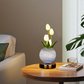 🌷 50 % RABATT NU! 💡 Elegant nattlampa i form av en tulpanbukett – varmt sken, högkvalitativt glas & tidlös design – perfekt för sovrummet 🛋️