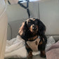 🐶 50 % RABATT NU! 🚗 2-i-1 hundbilssäkerhetsbälte och promenadkoppel – stabil & slitstark – perfekt för bilresor och utomhuspromenader 🌳