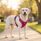 🐕 50% RABATT NU! 🛡️ Robust Outdoor-Hundsele i Västform – Justerbar & Andningsbar – Perfekt för Vandring & Vardag 🏃