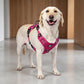 🐕 50% RABATT NU! 🛡️ Robust Outdoor-Hundsele i Västform – Justerbar & Andningsbar – Perfekt för Vandring & Vardag 🏃