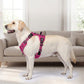 🐕 50% RABATT NU! 🛡️ Robust Outdoor-Hundsele i Västform – Justerbar & Andningsbar – Perfekt för Vandring & Vardag 🏃
