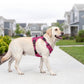 🐕 50% RABATT NU! 🛡️ Robust Outdoor-Hundsele i Västform – Justerbar & Andningsbar – Perfekt för Vandring & Vardag 🏃