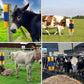 🐄 50 % RABATT NU! 🧽 Massage- och putsborste för djur – täta borststrån, lindrar klåda & enkel installation – perfekt för nötkreatur, hästar och får 🐑
