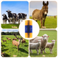 🐄 50 % RABATT NU! 🧽 Massage- och putsborste för djur – täta borststrån, lindrar klåda & enkel installation – perfekt för nötkreatur, hästar och får 🐑